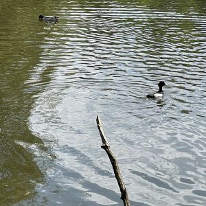 IMG_0033